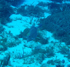 Acanthostracion polygonium