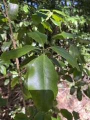 Photinia serratifolia