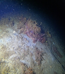 Hemitripterus americanus