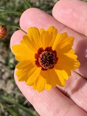 Coreopsis tinctoria