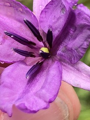 Arthropodium