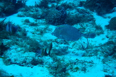 Acanthostracion polygonium