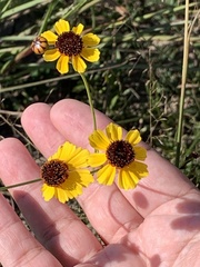 Coreopsis tinctoria