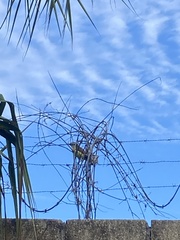 Pitangus sulphuratus