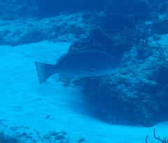 Mycteroperca venenosa