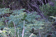 Leucaena retusa