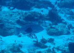 Mycteroperca venenosa