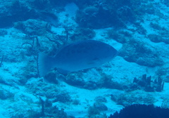 Mycteroperca venenosa