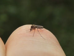 Aedes taeniorhynchus