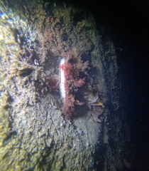 Placopecten magellanicus