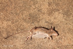 Rodentia