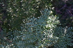 Leucaena retusa