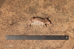 Rodentia