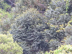 Araucaria bidwillii
