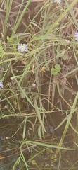 Symphyotrichum divaricatum