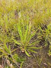 Plantago gaudichaudii
