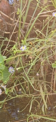 Symphyotrichum divaricatum