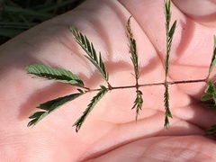Mimosa strigillosa