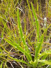 Plantago gaudichaudii