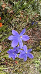 Patersonia occidentalis