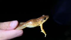 Rana longicrus