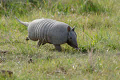 Dasypus novemcinctus
