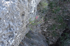 Penstemon baccharifolius