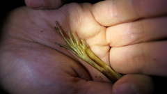 Rana longicrus