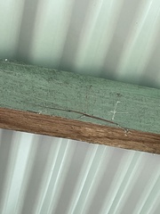 Ctenomorpha marginipennis