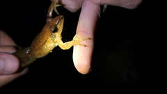 Rana longicrus