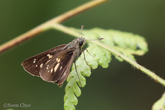 Polytremis lubricans
