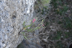 Penstemon baccharifolius