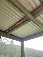 Ctenomorpha marginipennis