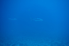 Scomberomorus regalis