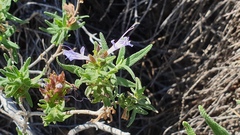 Salvia eremostachya