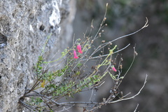 Penstemon baccharifolius