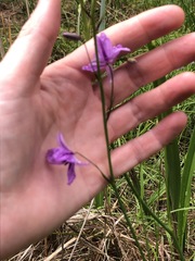 Arthropodium