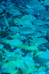 Haemulon flavolineatum