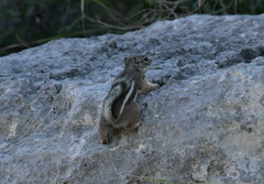 Ammospermophilus interpres