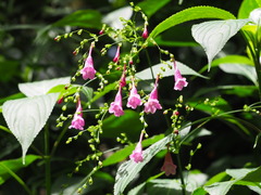 Strobilanthes hamiltoniana