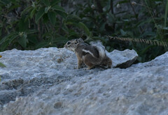 Ammospermophilus interpres