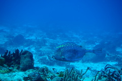 Acanthostracion polygonium