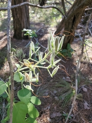 Ruellia occidentalis