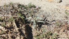 Palafoxia arida arida