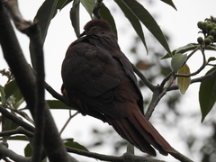 Macropygia phasianella