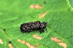 Octotoma scabripennis