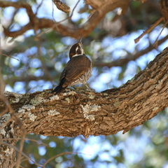 Dryobates arizonae