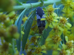 Hypselonotus punctiventris