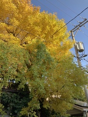 Fraxinus pennsylvanica