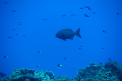 Kyphosus cinerascens